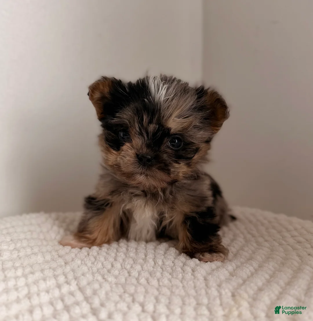 Yorkshire Terrier dogs for sale: Marble MICRO TEACUP XXSMALL - Ad 1