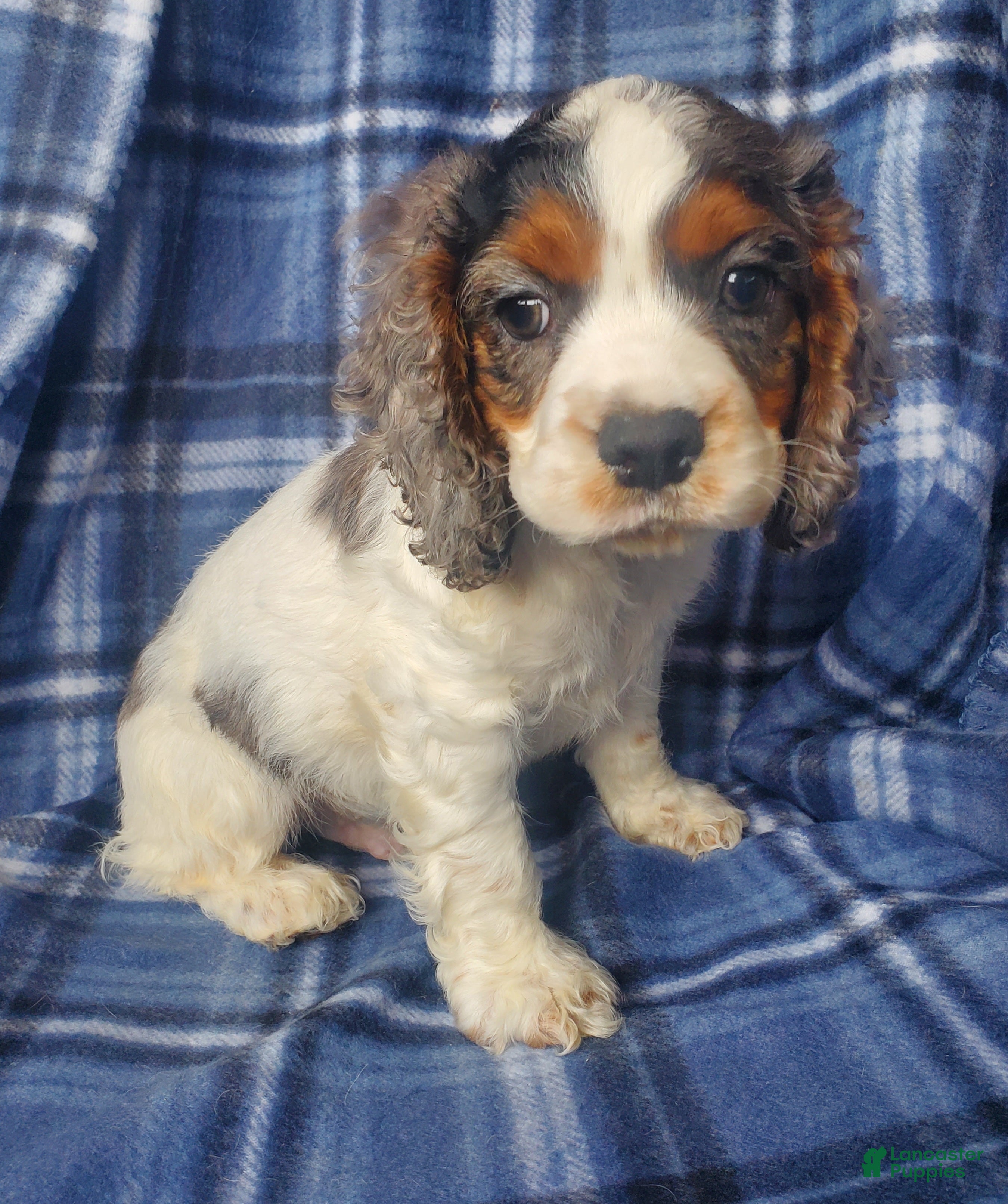 Cocker Spaniel dogs Ozzy - Ad 3
