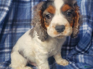 Cocker Spaniel dogs Ozzy - Ad 3