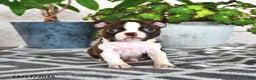 Boston Terrier dogs for sale: Ruthie - Ad 3