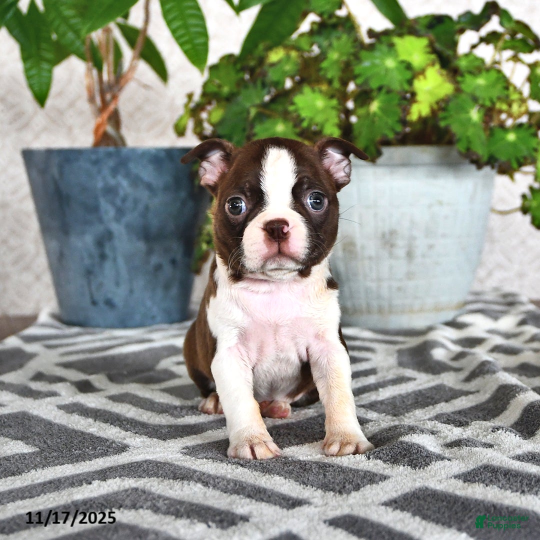 Boston Terrier dogs for sale: Ruthie - Ad 3