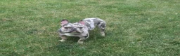 French Bulldog dogs for sale: AKC Banjo - Ad 6