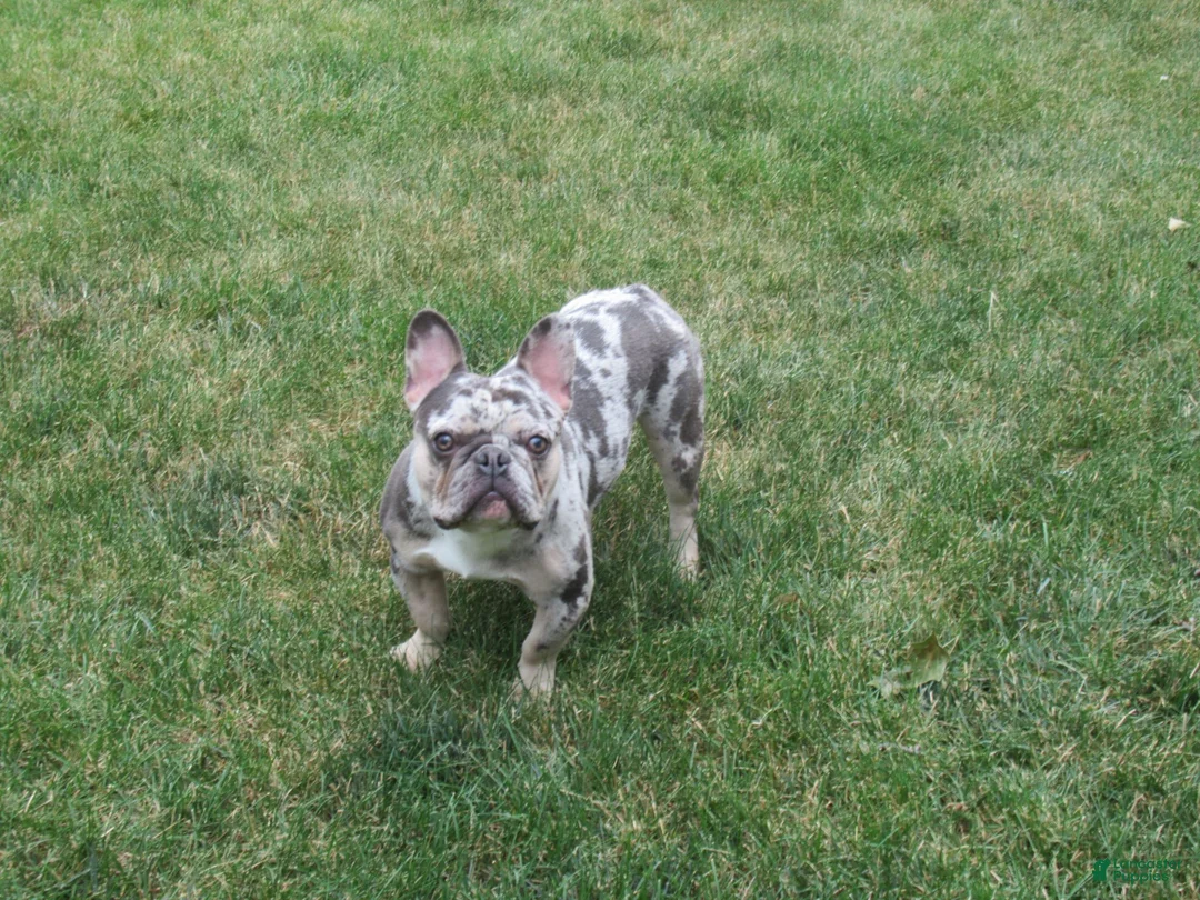 French Bulldog dogs for sale: AKC Banjo - Ad 6