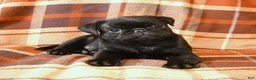 Pug dogs for sale: Bandit - Ad 3