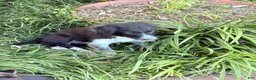 Mixed Breed dogs for sale: Fred  - Ad 3