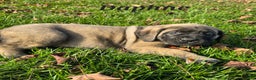 English Mastiff dogs for sale: Daphne  - Ad 1