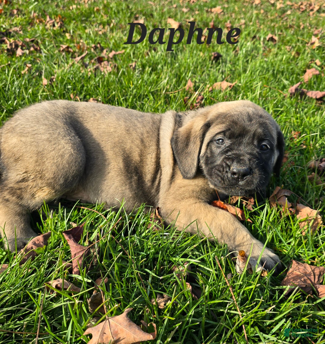 English Mastiff dogs for sale: Daphne  - Ad 1