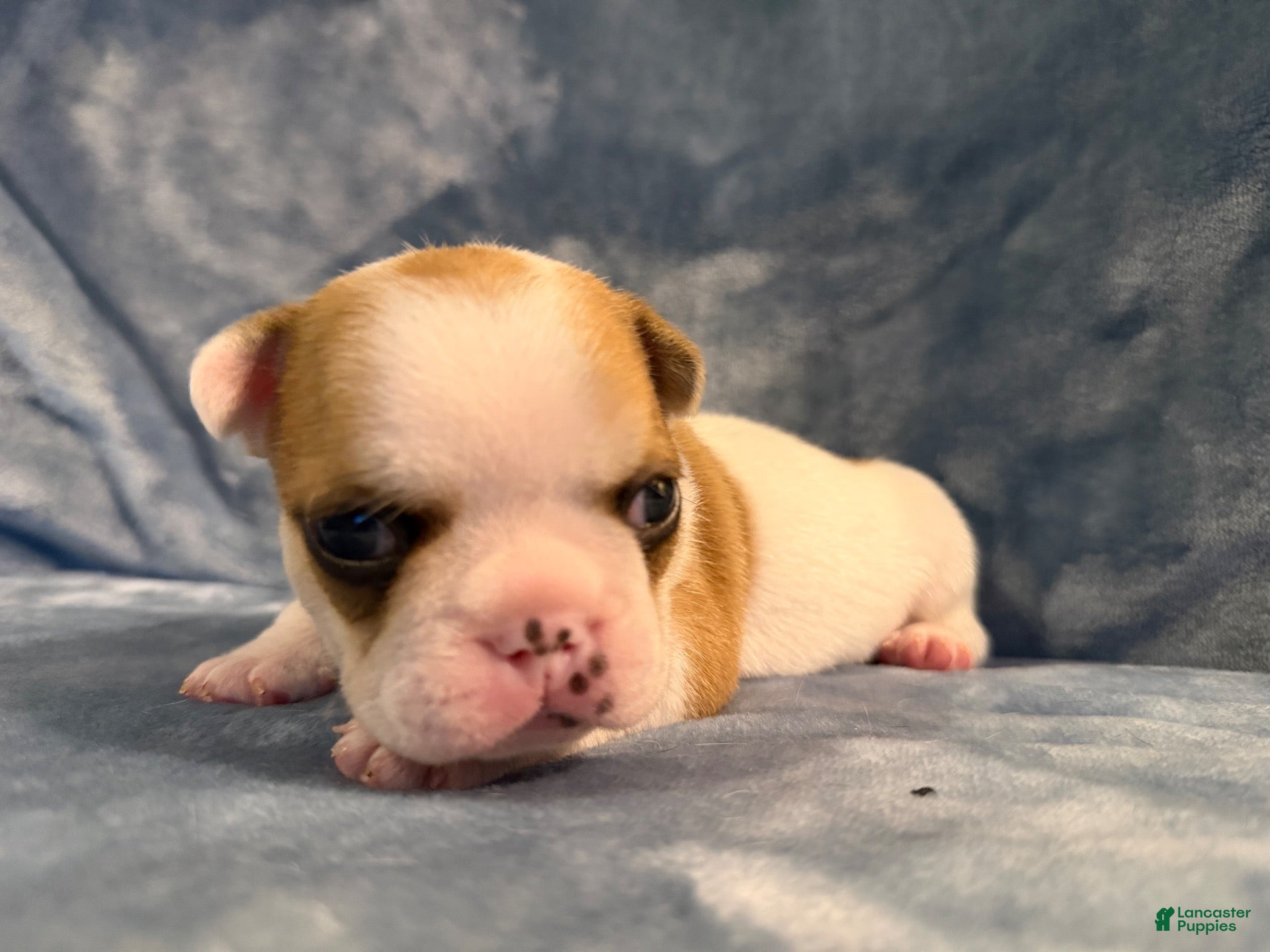 French Bulldog