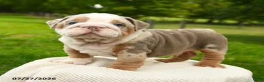 Sarge