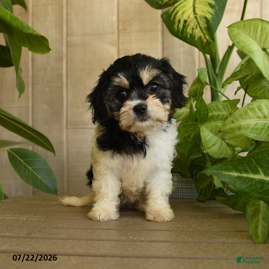 Cavachon dogs Marcy - Ad 1