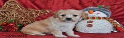 Cavachon dogs for sale: Anika Faith - Ad 4