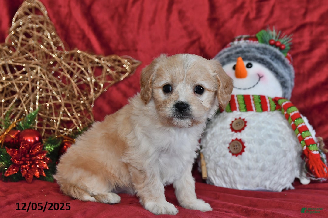 Cavachon dogs for sale: Anika Faith - Ad 4