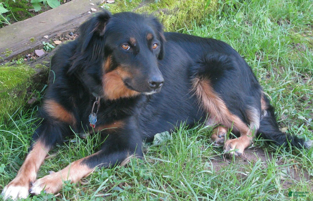 Gallery Image {{count}}