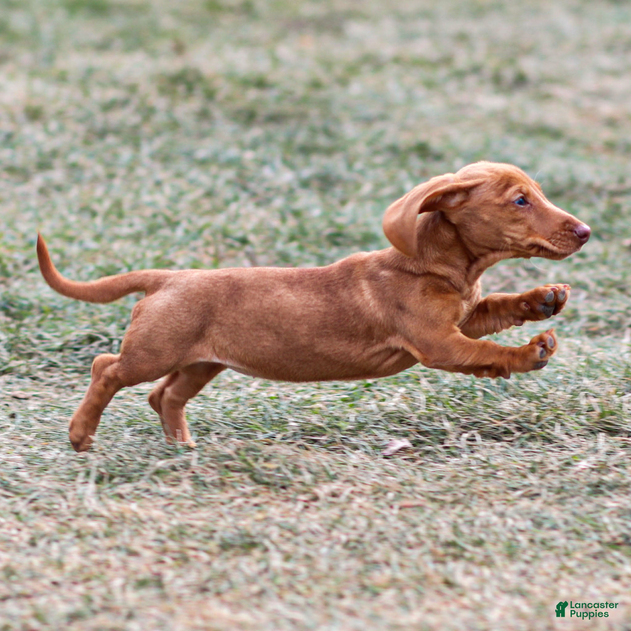 Miniature Dachshund dogs Meredith - Ad 2
