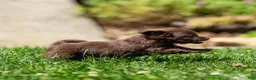 Chihuahua dogs for sale: Jolene Chihuahua Puppy  - Ad 6