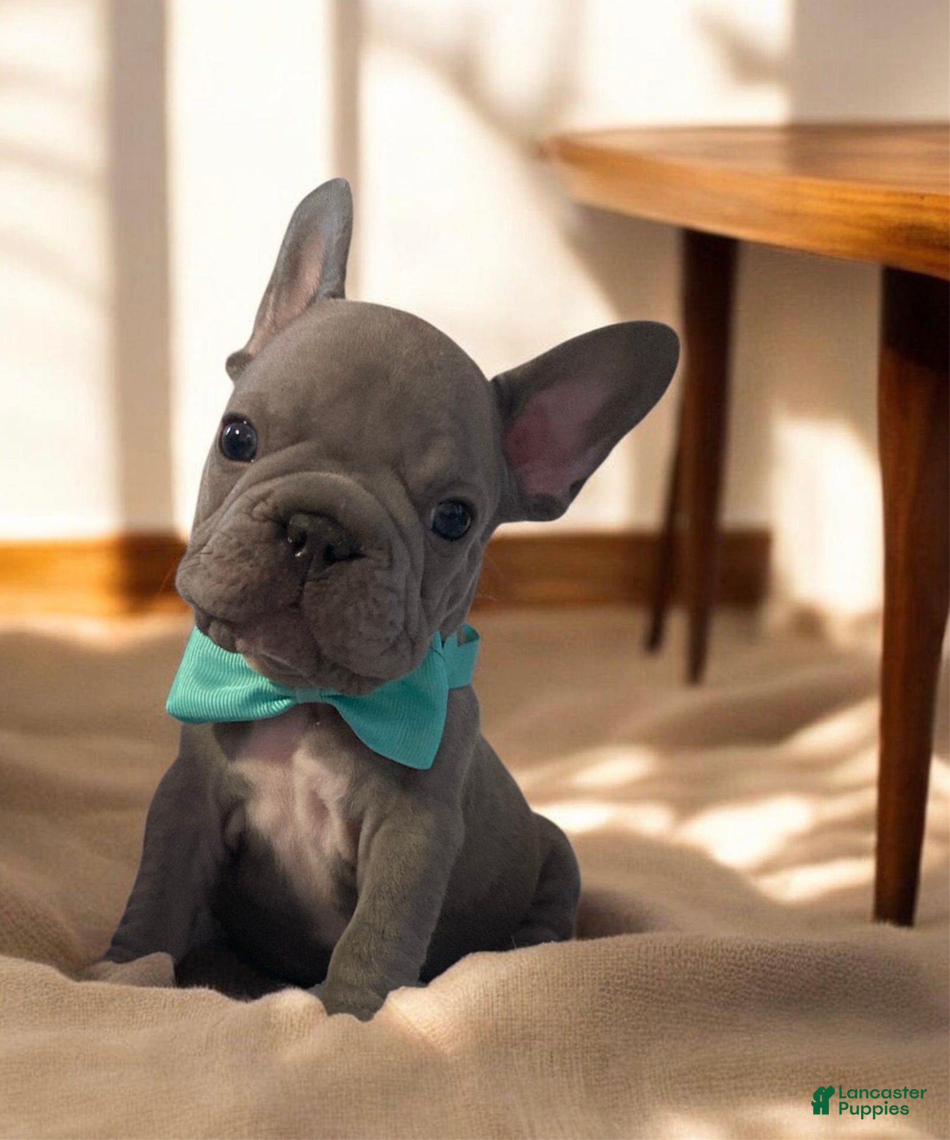 French Bulldog dogs Bam Bam - Ad 24