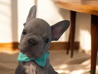 French Bulldog dogs Bam Bam - Ad 24