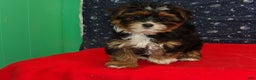 Shorkie dogs for sale: Juniper - Ad 4