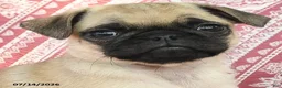 Pug dogs for sale: Matt  - Ad 3