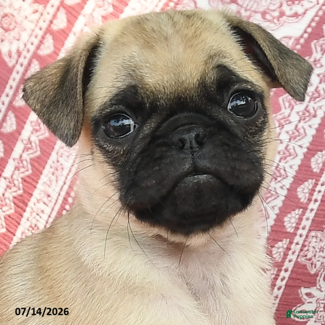 Pug dogs for sale: Matt  - Ad 3