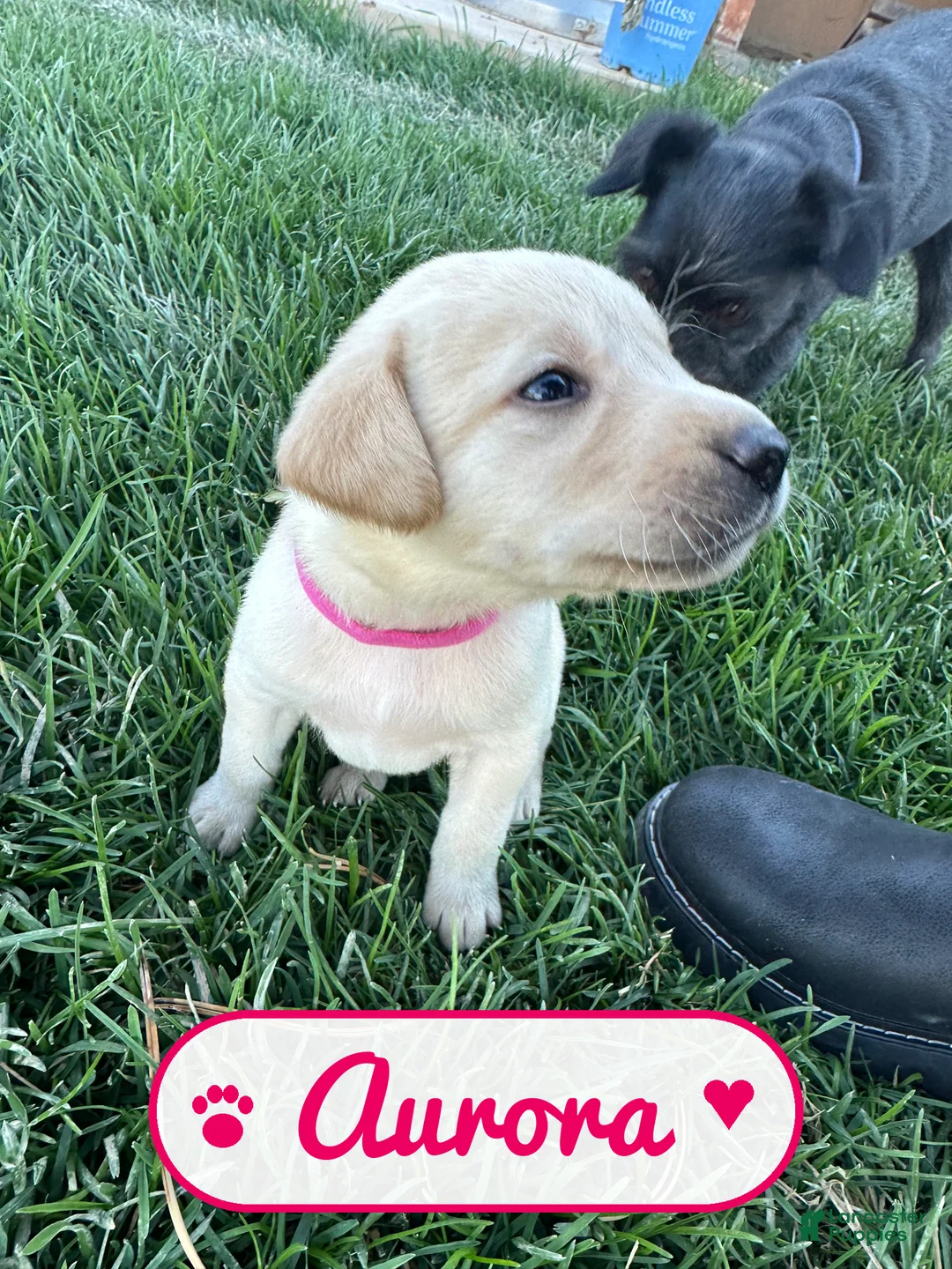 Labrador Retriever dogs for sale: Aurora - Ad 2