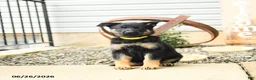 German Shepherd dogs for sale: Lillie - Ad 4