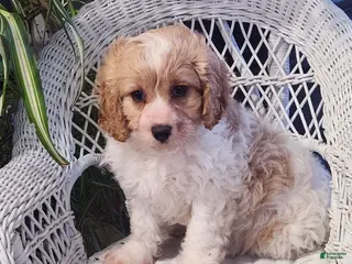 Cavapoo dogs for sale: Ice Cream - Ad 1