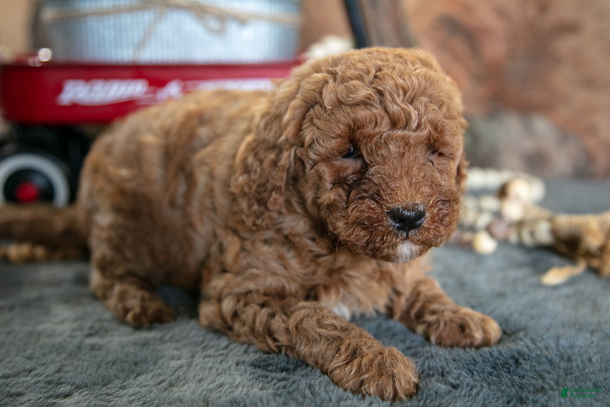 Miniature Poodle dogs Adele - Ad 1