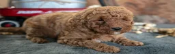 Miniature Poodle dogs for sale: Adele - Ad 1