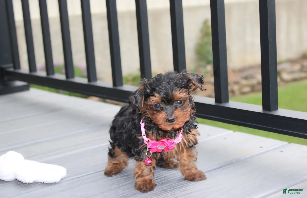 Yorkiepoo dogs for sale: Ella  - Ad 1