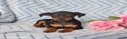 Miniature Pinscher dogs for sale: Pixie - Ad 1