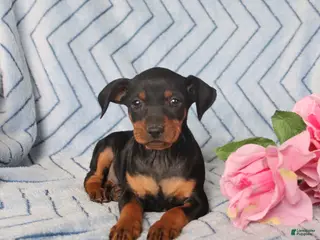 Miniature Pinscher dogs for sale: Pixie - Ad 1