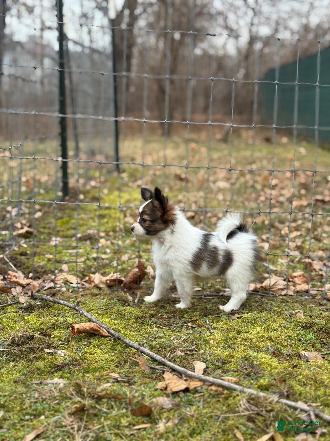 Papillon dogs for sale: Ember - Ad 4