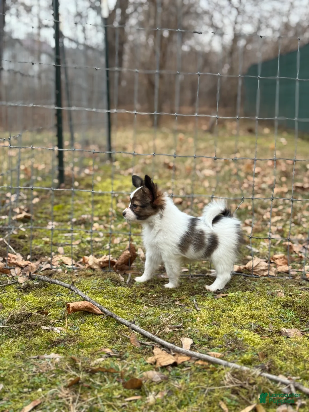 Papillon dogs for sale: Ember - Ad 8