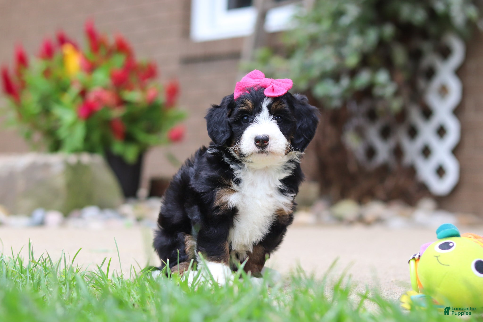 Mini Bernedoodle dogs Lemonade - Ad 2