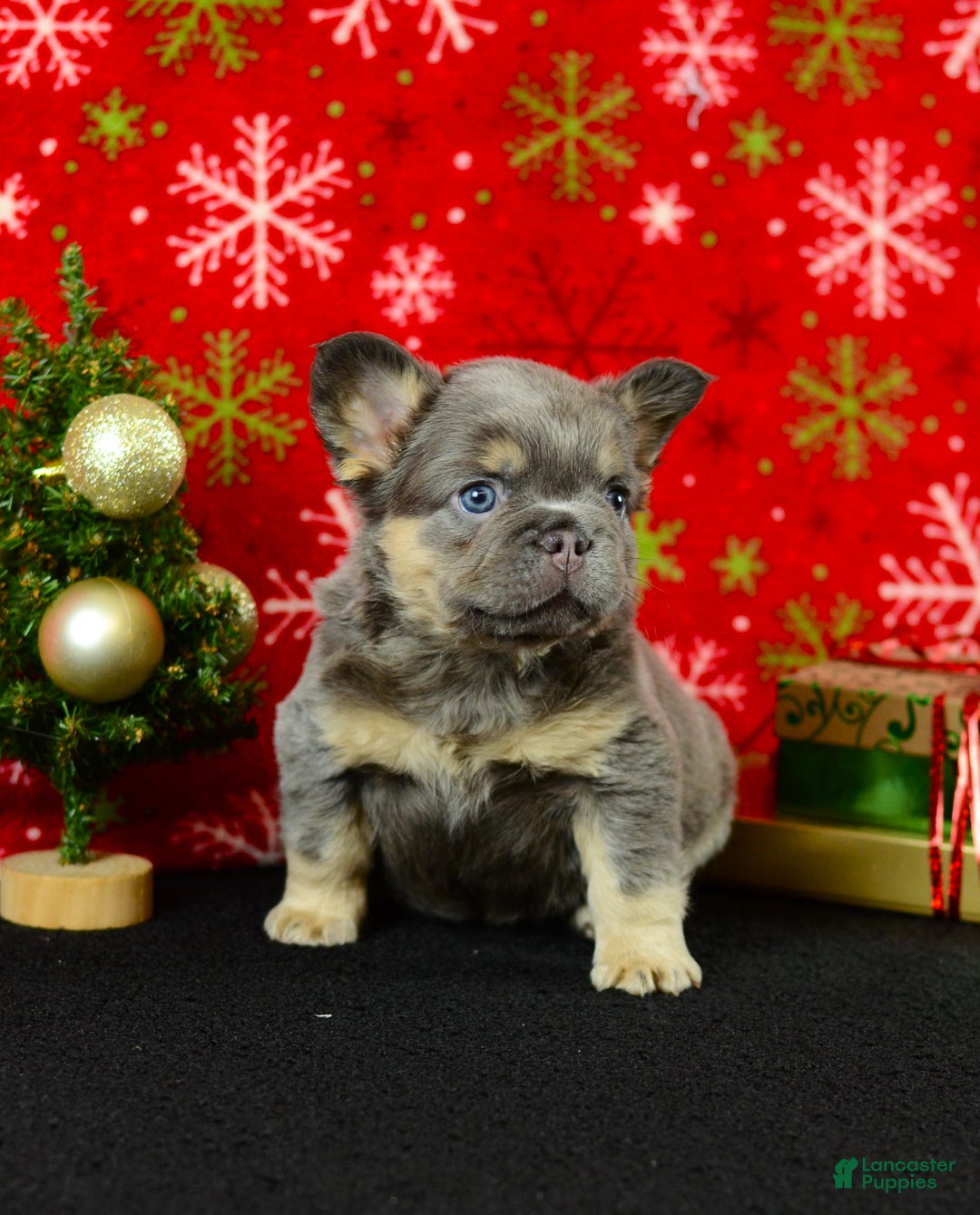 French Bulldog dogs for sale: Champ - Ad 2