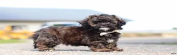 Shihpoo dogs for sale: Tyler - Ad 7