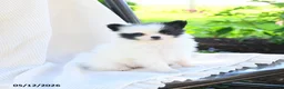 Pomeranian dogs for sale: Meeko - Ad 1