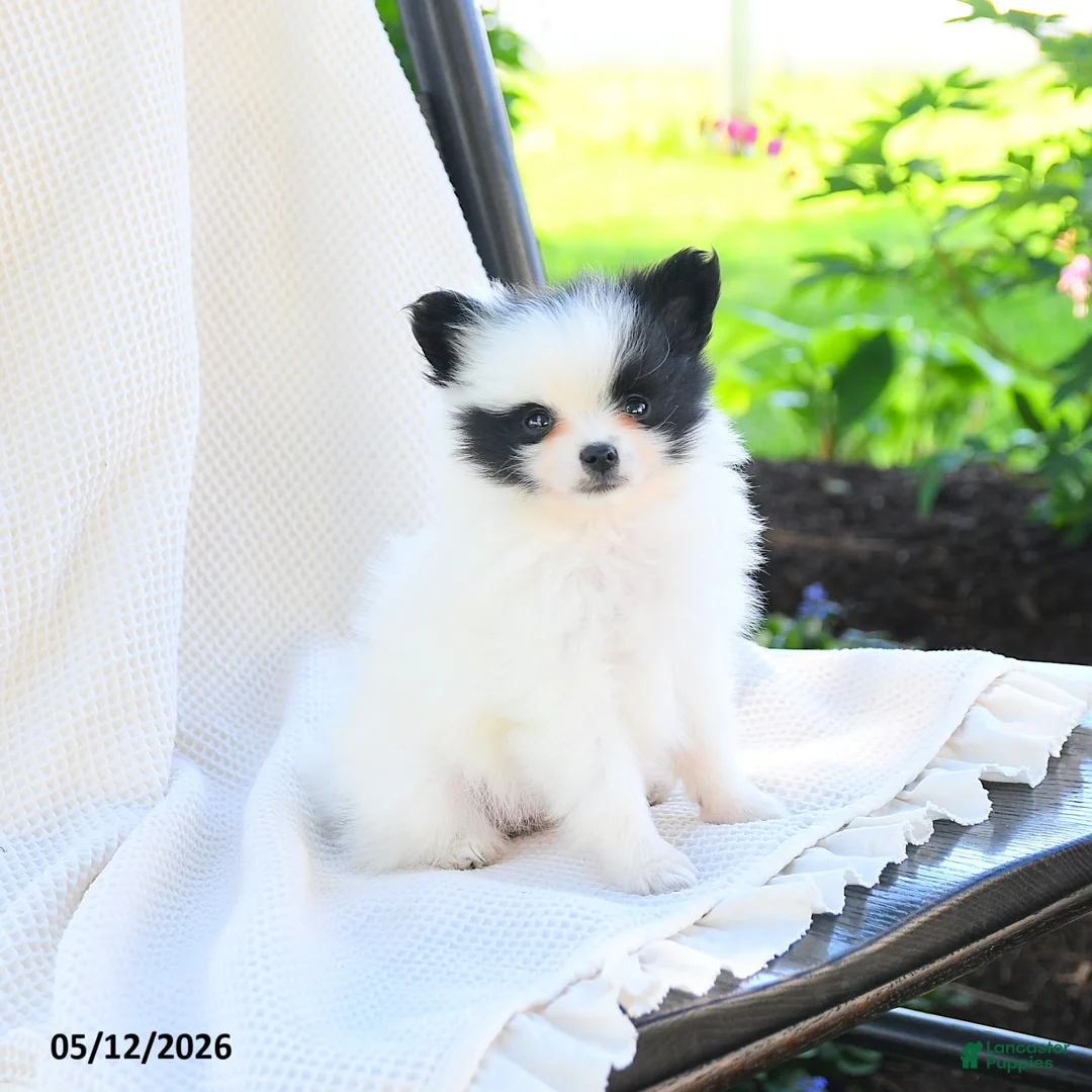 Pomeranian dogs for sale: Meeko - Ad 1