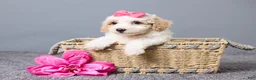 Bichpoo dogs for sale: Kenzie - Ad 1