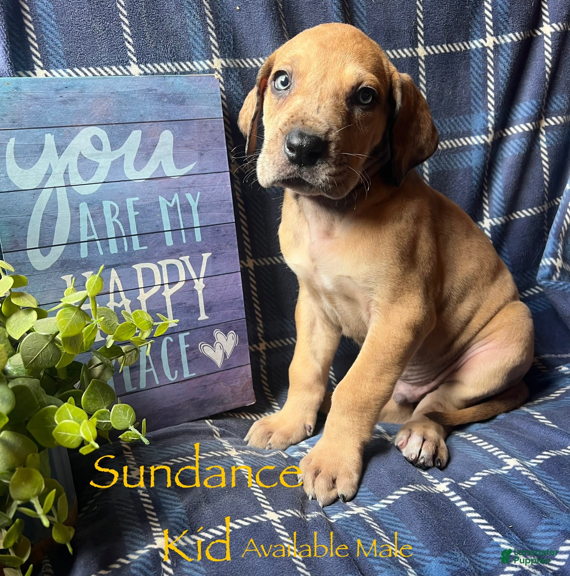 Great Dane dogs The Sundance kid - Ad 8