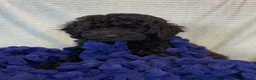 Miniature Poodle dogs for sale: Bjorn - Ad 2