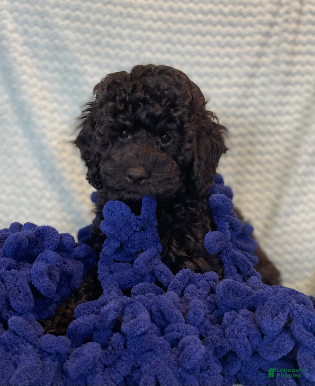 Miniature Poodle dogs for sale: Bjorn - Ad 2