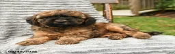 Cockapoo dogs for sale: Hazel - Ad 3
