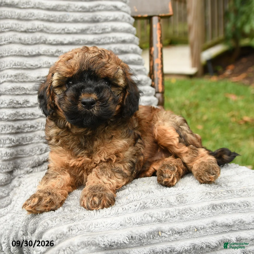 Cockapoo dogs for sale: Hazel - Ad 3