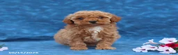 Mini Goldendoodle dogs for sale: Penny - Ad 4