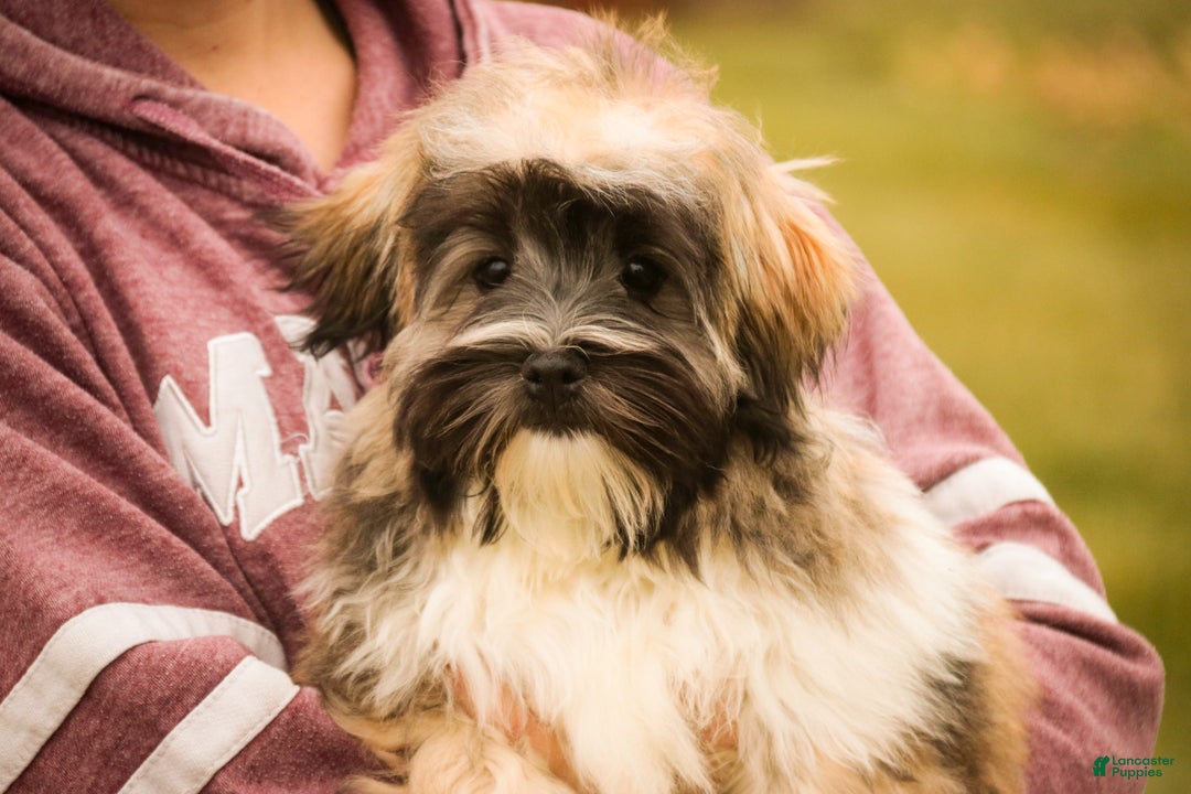 Havanese dogs for sale: Hoosier - Ad 1