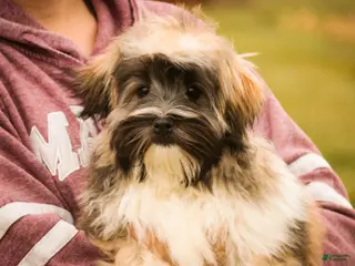 Havanese dogs Hoosier - Ad 18