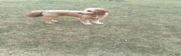 Goldendoodle dogs for sale: Rosie  - Ad 6