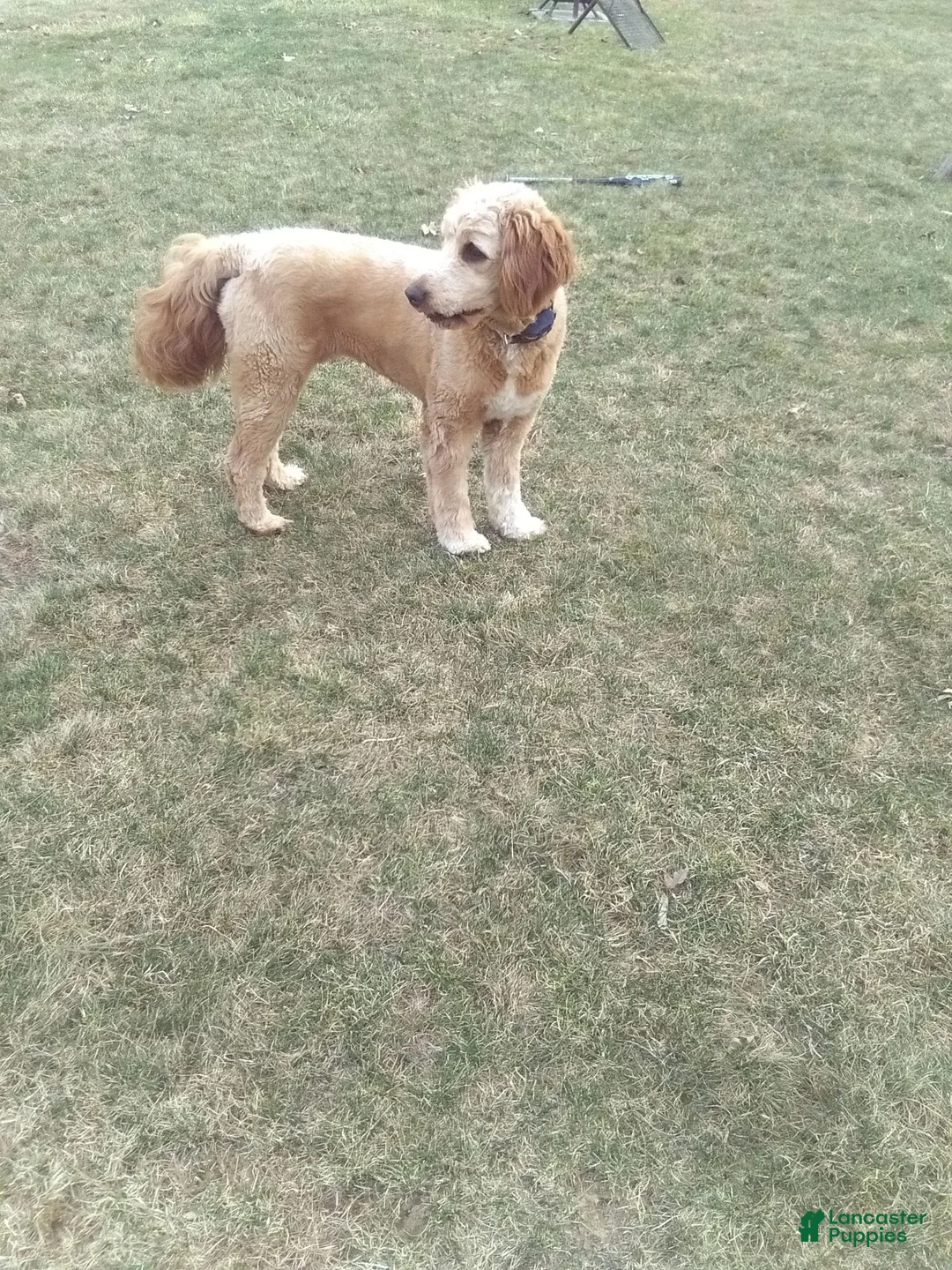 Goldendoodle dogs for sale: Rosie  - Ad 6